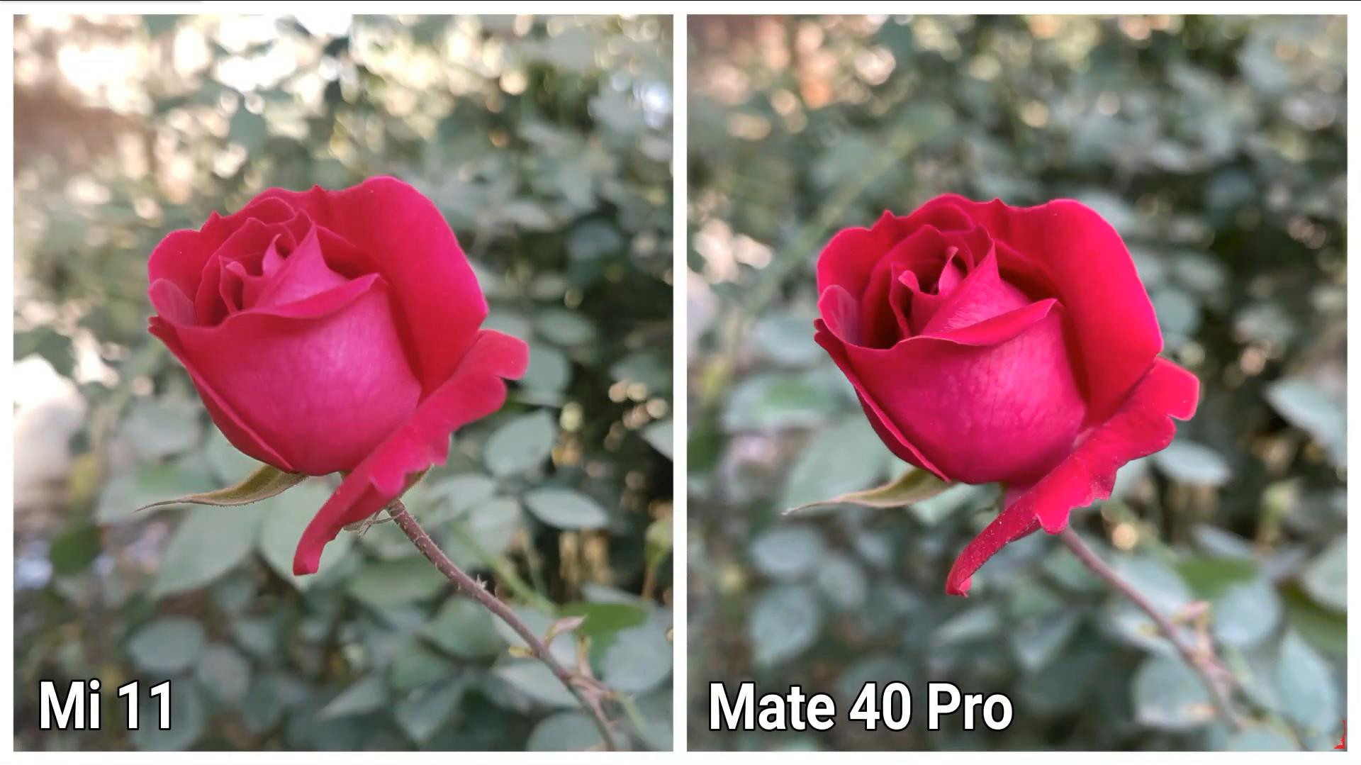 华为mate40pro拍证件照,华为mate40pro 小米11和华为mate40pro拍照对比:差距十分明显