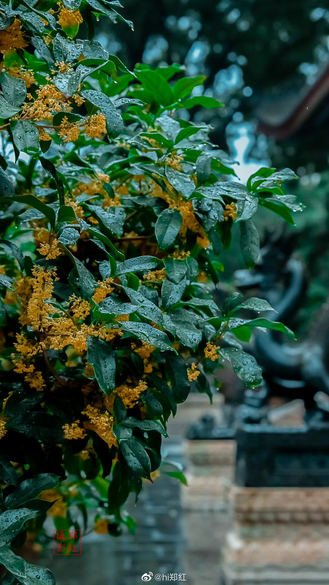 颐和园 微雨桂花香摄影