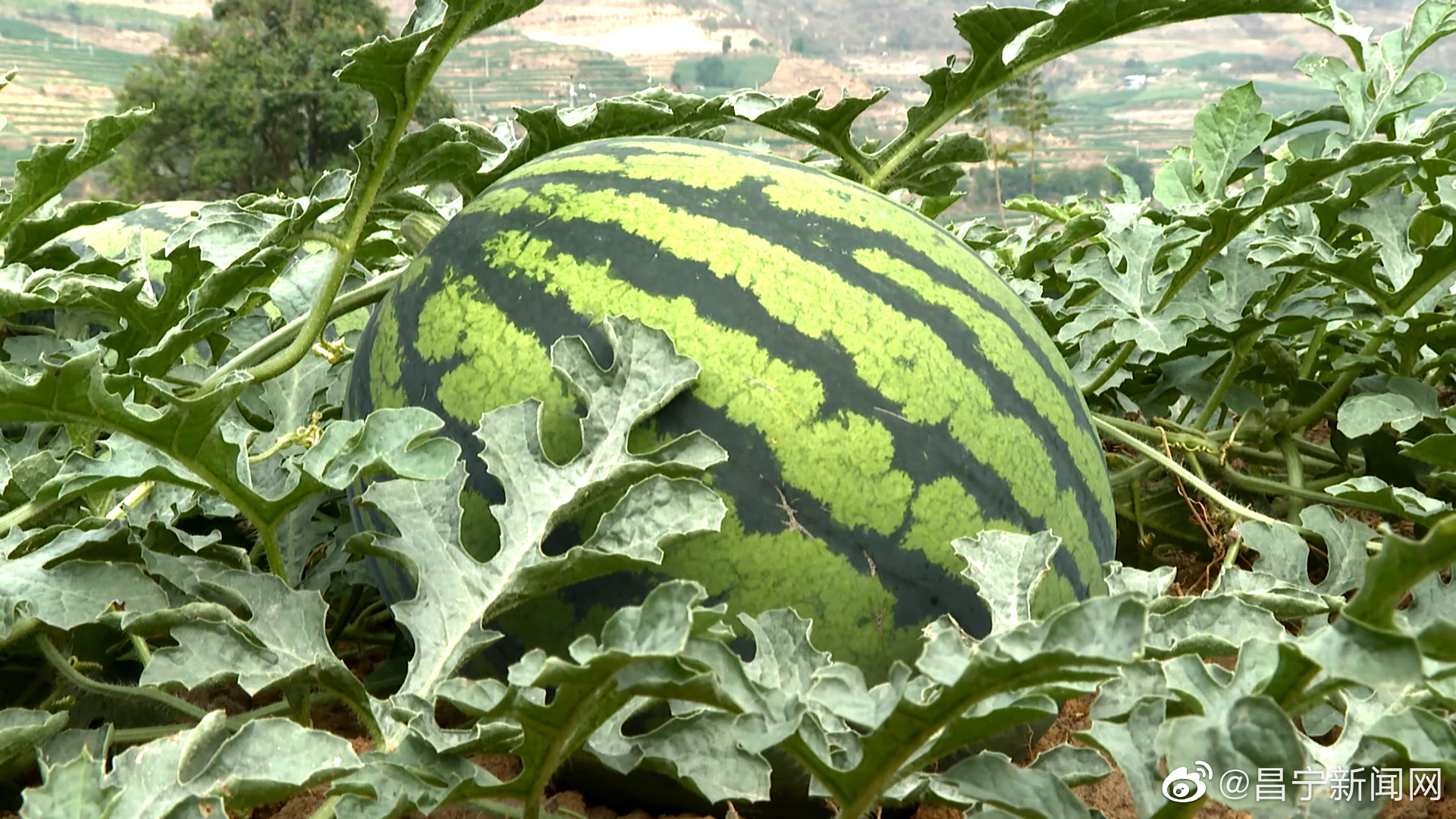 保山昌宁绿西瓜切出红票子又到清新西瓜季