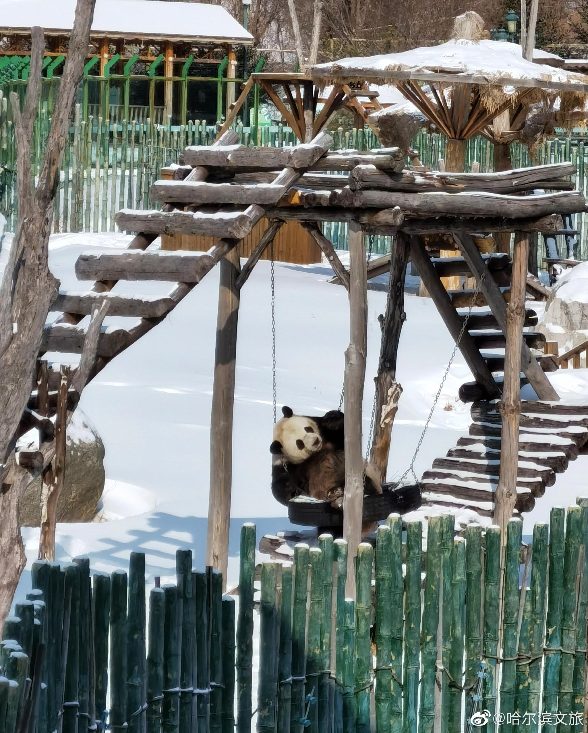 冰墩墩下班了快来亚布力熊猫馆看憨态可掬的冰城冰墩墩吧