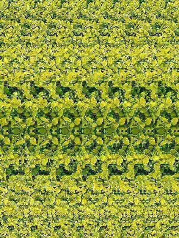 传说中的三维立体图,我从来都看不出来这类图中有啥图案秘密