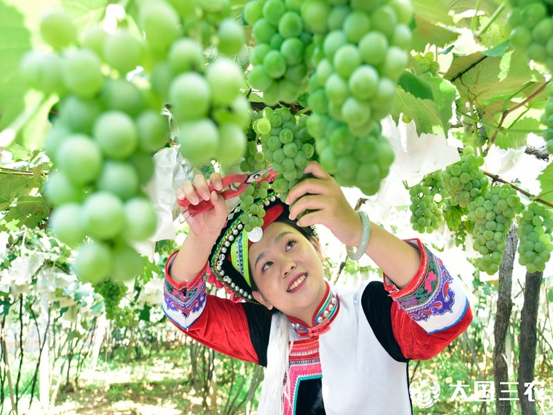 云南弥勒:葡萄丰收 俏销省外