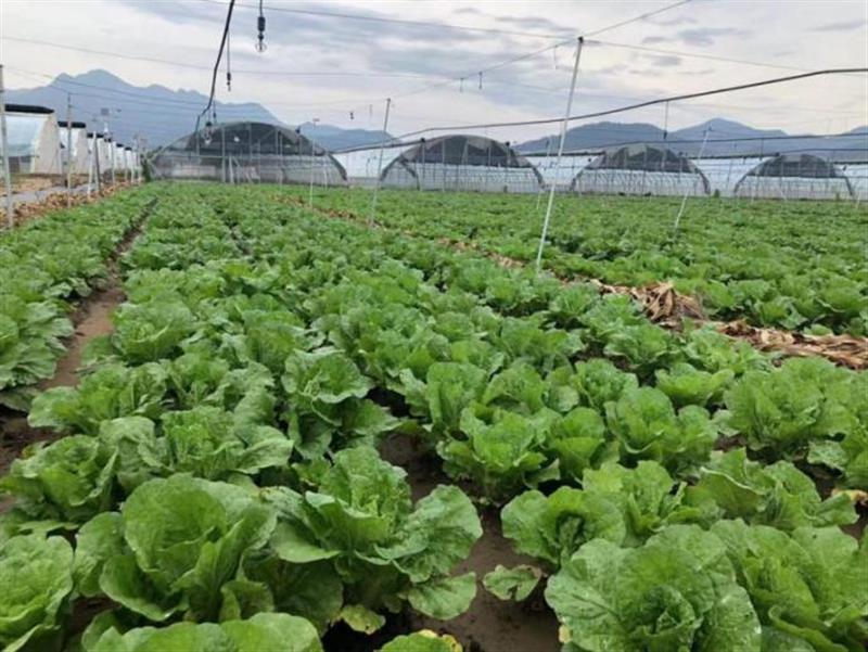 北京市近期蔬菜生产技术指导意见发布|定植|蔬菜生产|棚室_新浪新闻