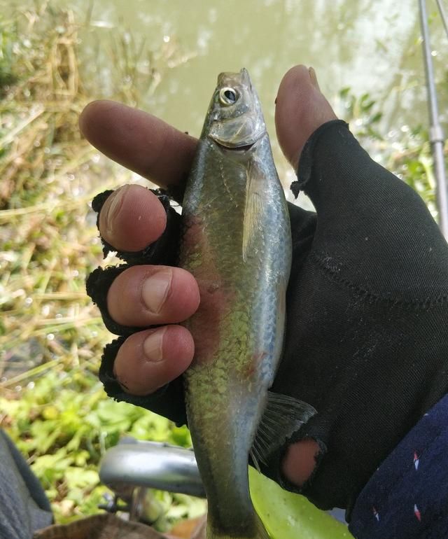 夏季作钓:池鱼靓眼,野货入眼难?