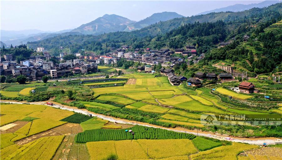 广西三江金秋侗乡稻飘香组图