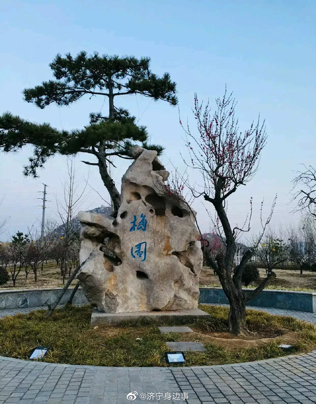 济宁 久违了春光!邹城护驾山梅园梅花竞相开放_高清图集_新浪网