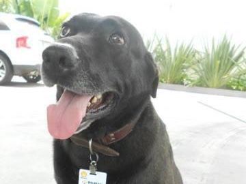 加油站聘请狗狗当职工,热情的样子太可爱了,靠实力养活自己!休闲区蓝鸢梦想 - Www.slyday.coM 加油站聘请狗狗当职工,热情的样子太可爱了,靠实力养活自己!休闲区蓝鸢梦想 - Www.slyday.coM