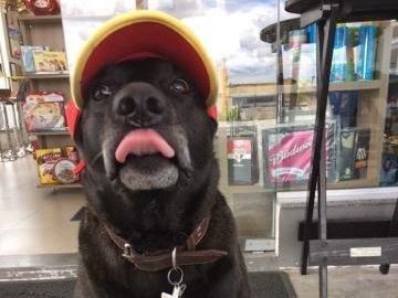 加油站聘请狗狗当职工,热情的样子太可爱了,靠实力养活自己!休闲区蓝鸢梦想 - Www.slyday.coM 加油站聘请狗狗当职工,热情的样子太可爱了,靠实力养活自己!休闲区蓝鸢梦想 - Www.slyday.coM