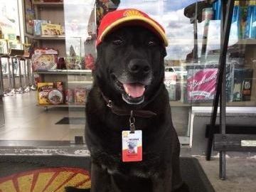 加油站聘请狗狗当职工,热情的样子太可爱了,靠实力养活自己!休闲区蓝鸢梦想 - Www.slyday.coM 加油站聘请狗狗当职工,热情的样子太可爱了,靠实力养活自己!休闲区蓝鸢梦想 - Www.slyday.coM