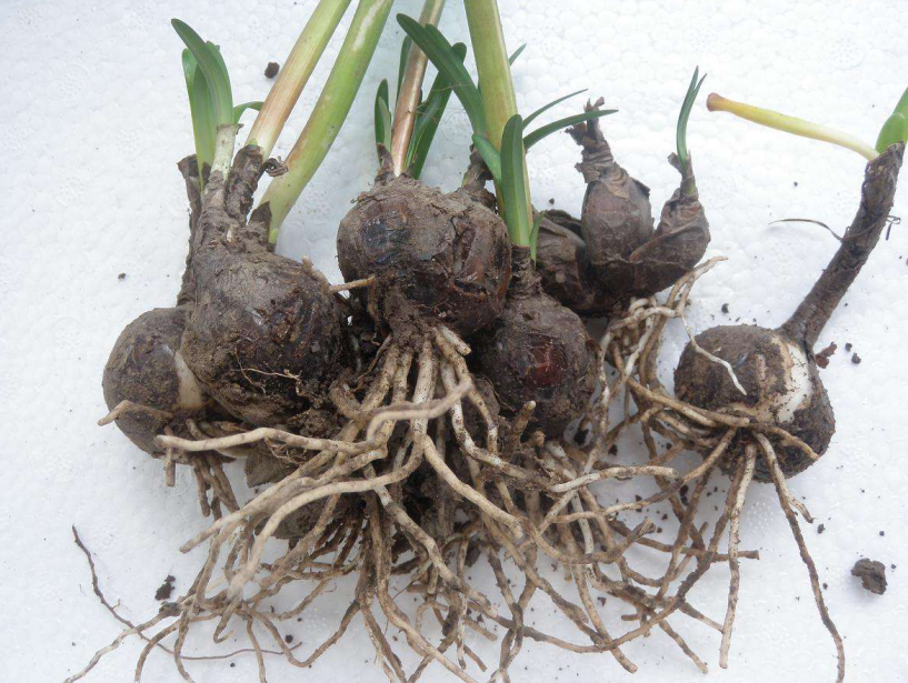 这植物叫蟑螂花?其实人家本名叫这个,一绽开仿若盛大烟火!