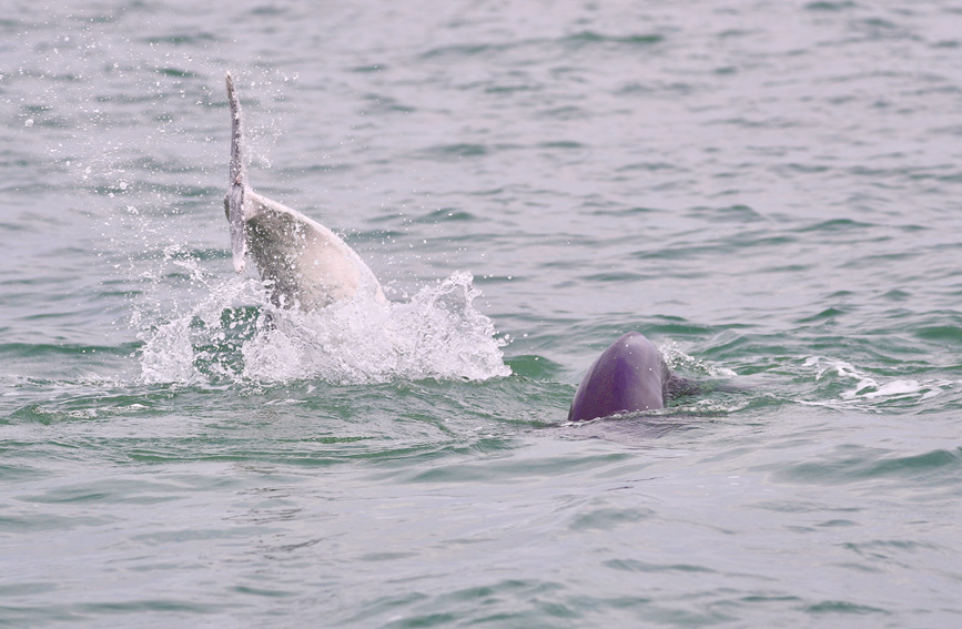 广西钦州中华白海豚与江豚追逐嬉戏