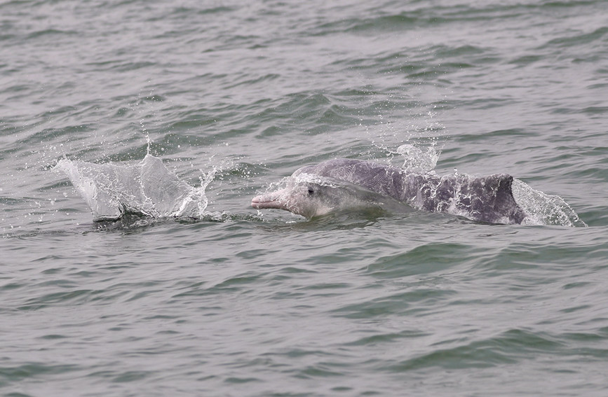 广西钦州中华白海豚与江豚追逐嬉戏