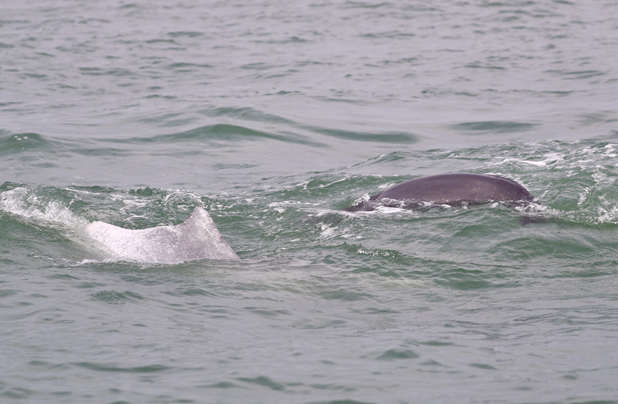 广西钦州中华白海豚与江豚追逐嬉戏