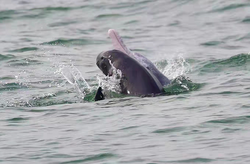 广西钦州中华白海豚与江豚追逐嬉戏
