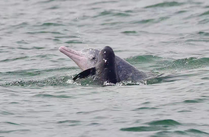 广西钦州中华白海豚与江豚追逐嬉戏