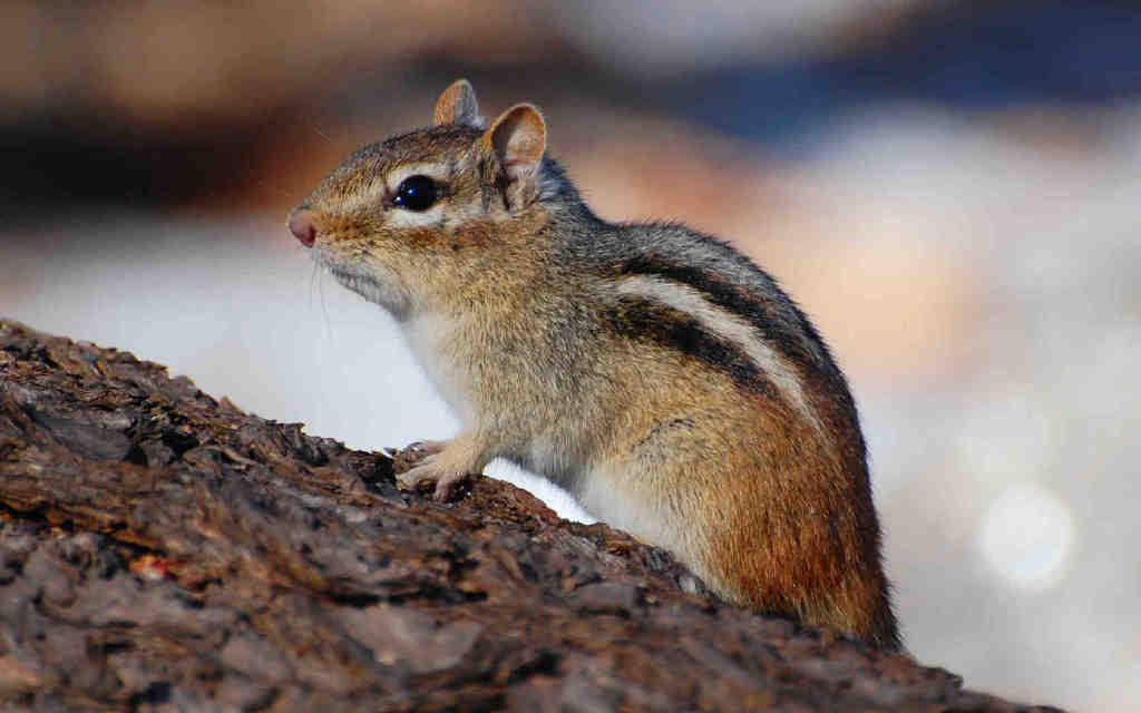 18世纪的大胃王有多能吃?法国大胃王金字塔尖的神秘男人来了!休闲区蓝鸢梦想 - Www.slyday.coM 18世纪的大胃王有多能吃?法国大胃王金字塔尖的神秘男人来了!休闲区蓝鸢梦想 - Www.slyday.coM