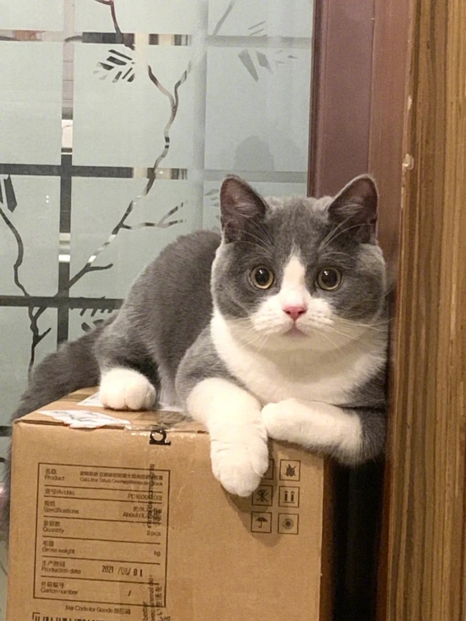 呜呜英短蓝白真的太可爱了