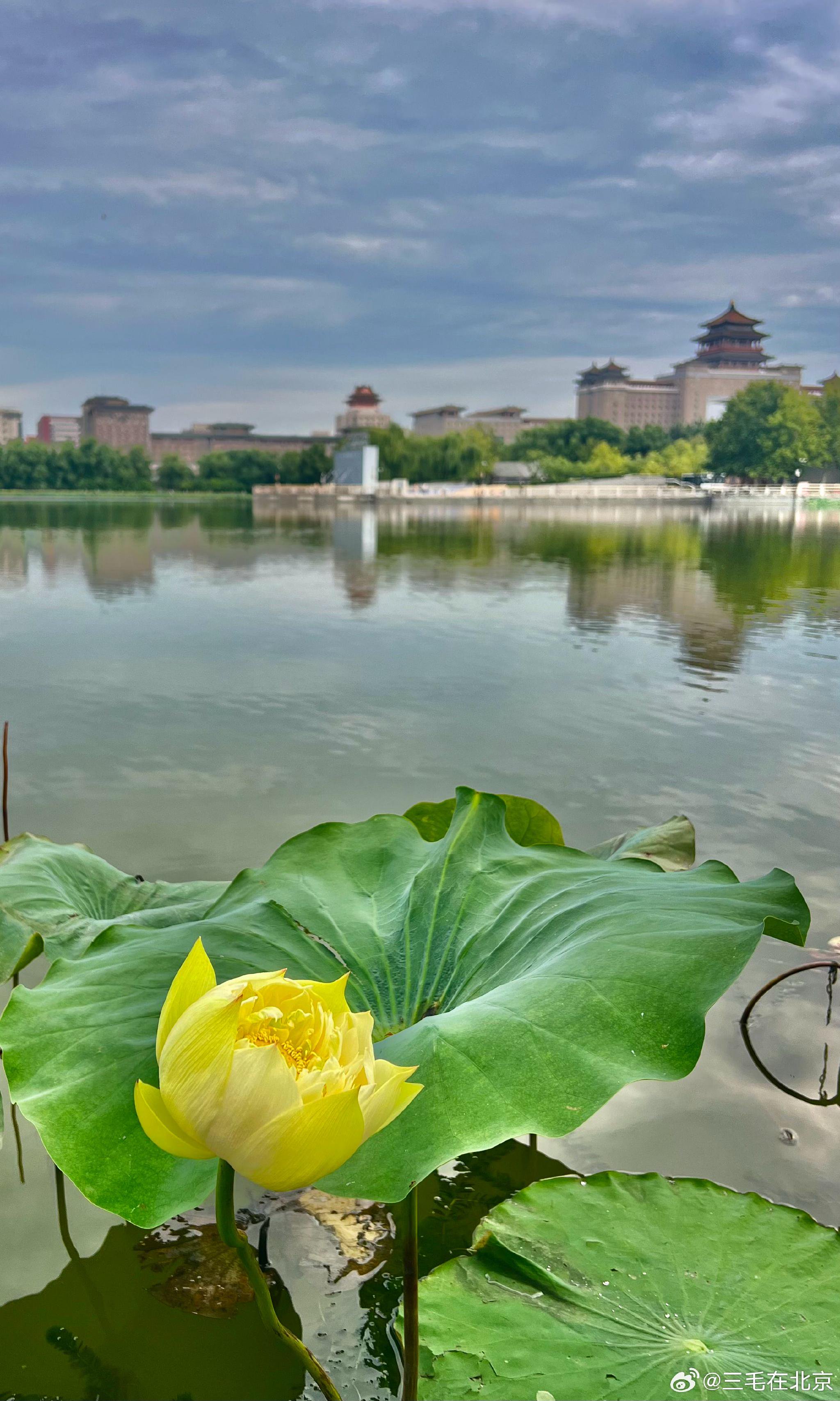 清晨的北京莲花池公园 摄影