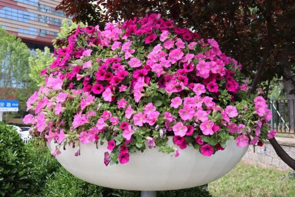 矮牵牛狠心剪1刀饿3天轻松爆出满盆花