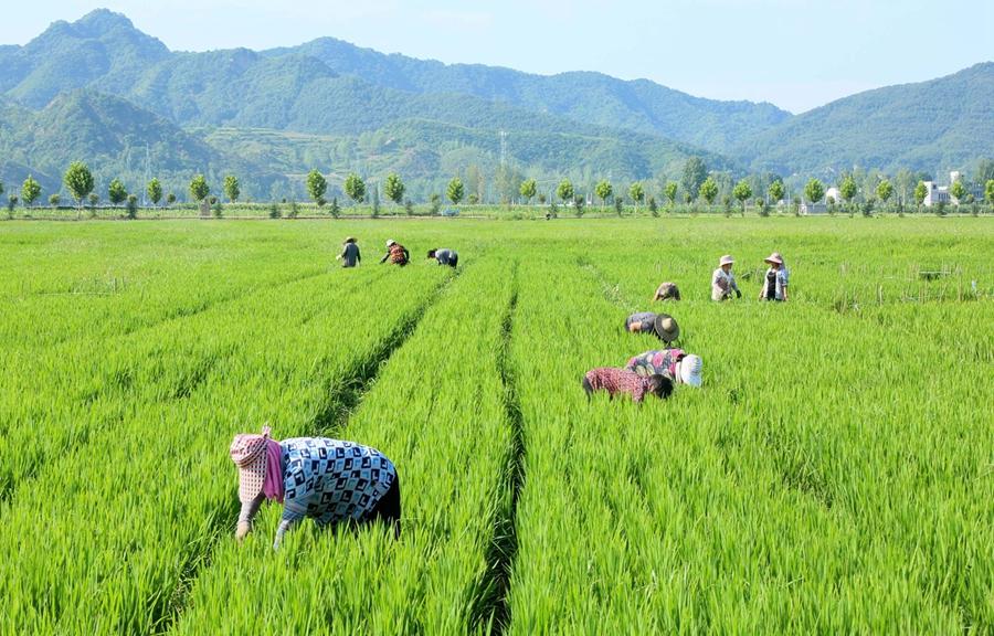 镇东保村以"党支部 公司 合作社 农户"模式,因地制宜发展生态旱稻种植