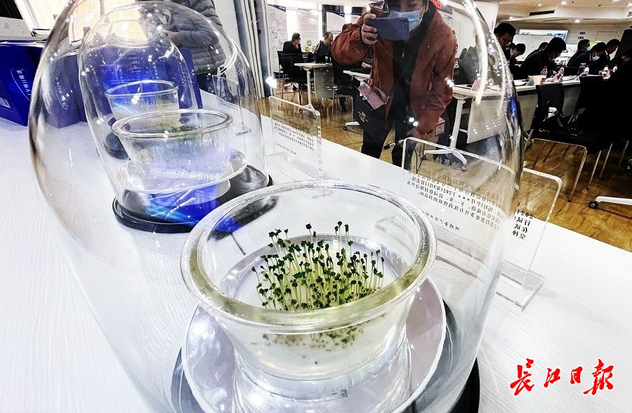 神舟十二号太空种子今日移交武汉