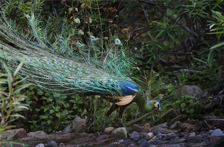 cop15丨绿孔雀野外种群数量增至260只楚雄州野生动物保护显成效