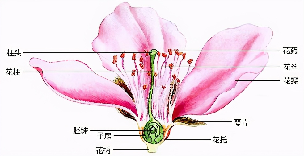 最早的花诞生在中国它们将自己逼进死胡同却意外开启了新篇章