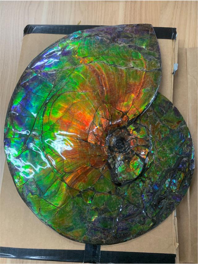 斑彩螺化石杭州海关首次在快件渠道查获古生物化石制品