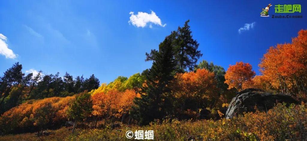 总要在秋天去一次北疆吧!一年仅3周的秋色,惊艳回归休闲区蓝鸢梦想 - Www.slyday.coM 总要在秋天去一次北疆吧!一年仅3周的秋色,惊艳回归休闲区蓝鸢梦想 - Www.slyday.coM