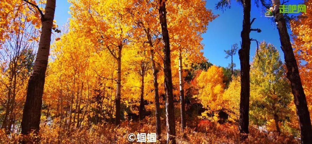 总要在秋天去一次北疆吧!一年仅3周的秋色,惊艳回归休闲区蓝鸢梦想 - Www.slyday.coM 总要在秋天去一次北疆吧!一年仅3周的秋色,惊艳回归休闲区蓝鸢梦想 - Www.slyday.coM