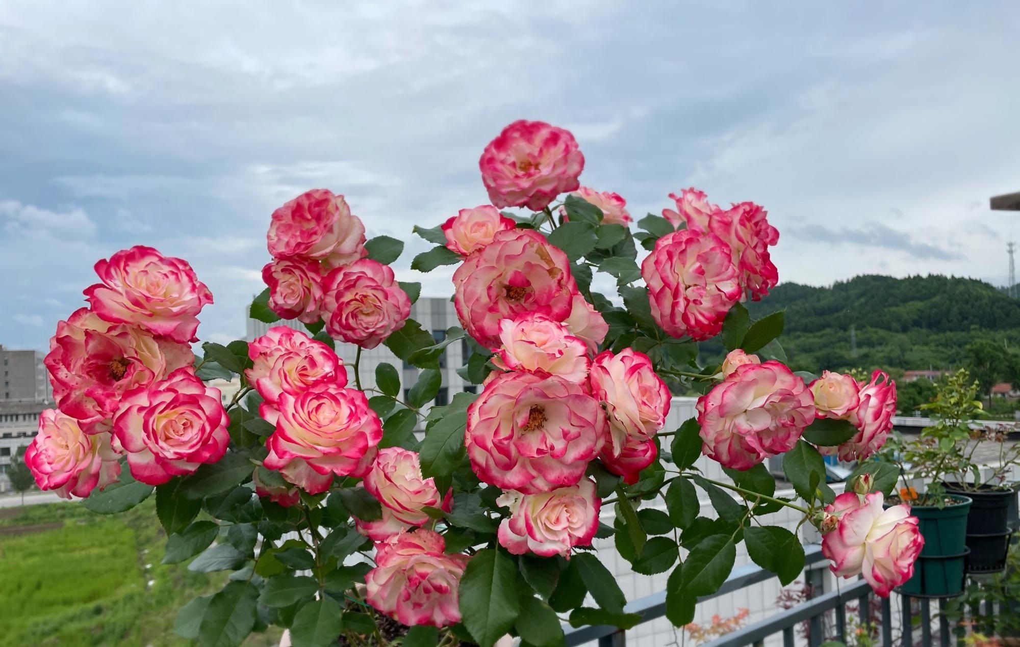 喜欢月季花就养摩纳哥公爵颜值高好养活四季有花开