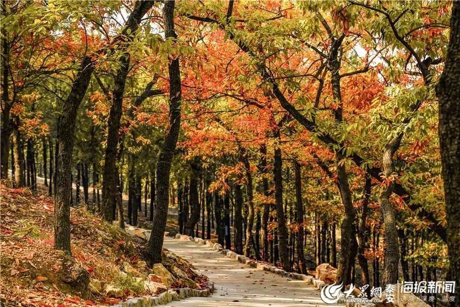 现在去正好!普照寺旁的橡树林,林染红妆美如画!关键是免费!休闲区蓝鸢梦想 - Www.slyday.coM 现在去正好!普照寺旁的橡树林,林染红妆美如画!关键是免费!休闲区蓝鸢梦想 - Www.slyday.coM