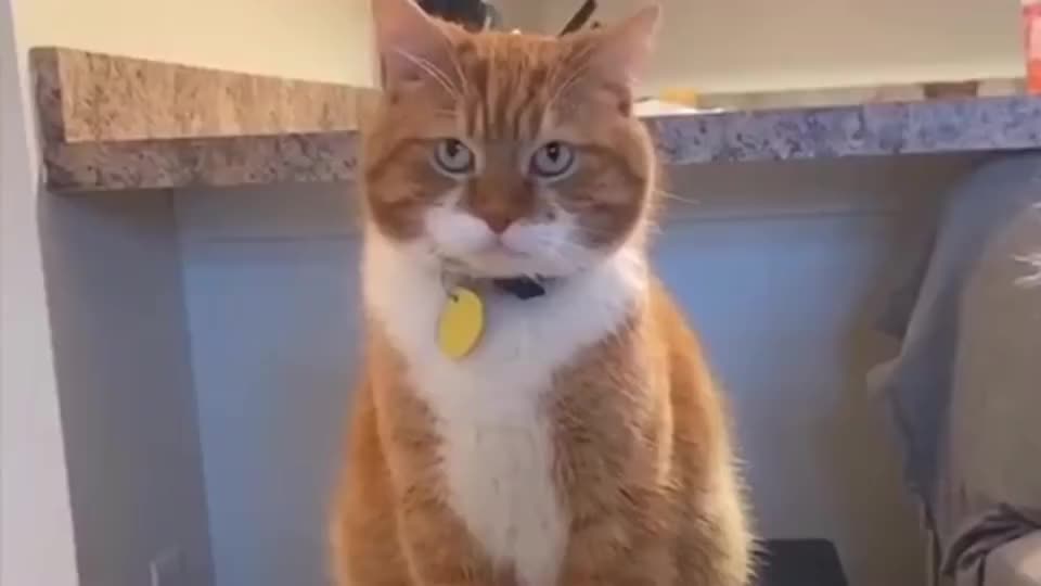 一只表情严肃神情坚毅的大橘猫像不像监督你的教导主任