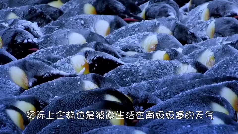 小企鹅被冻成冰块企鹅妈妈的一个举动让人泪目