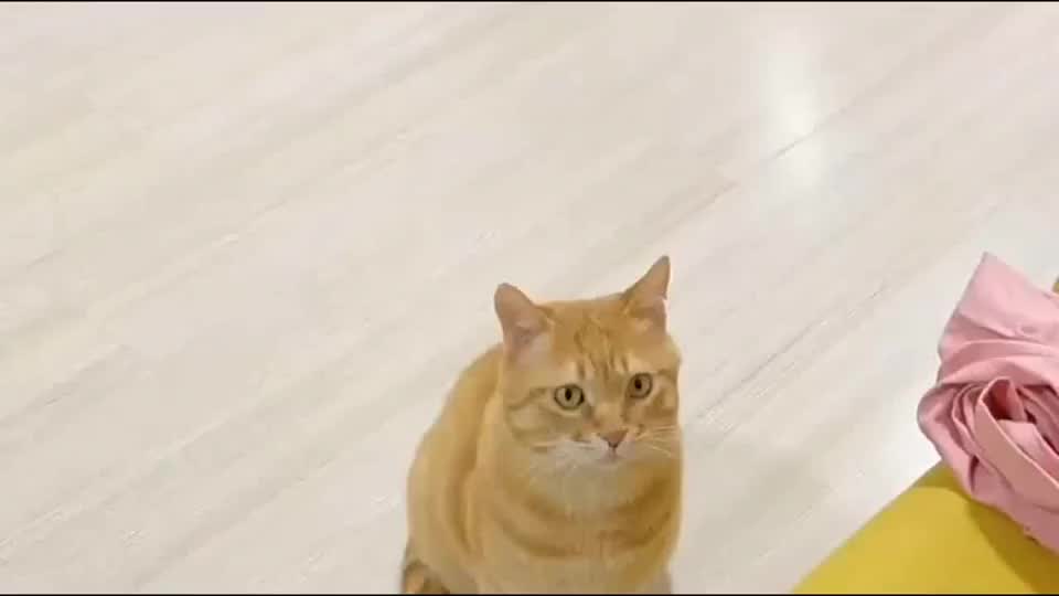它曾经是只流浪猫 被女主人收养后 它到底有多离不开女主人呢 它曾经是只流浪猫 被女主人收养后 它到底有多离不开女主人呢