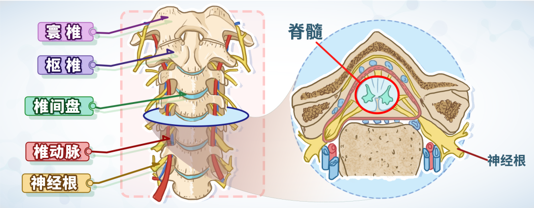 颈椎中间有一个很大的空腔,每一节空腔纵向连接起来形成椎管.