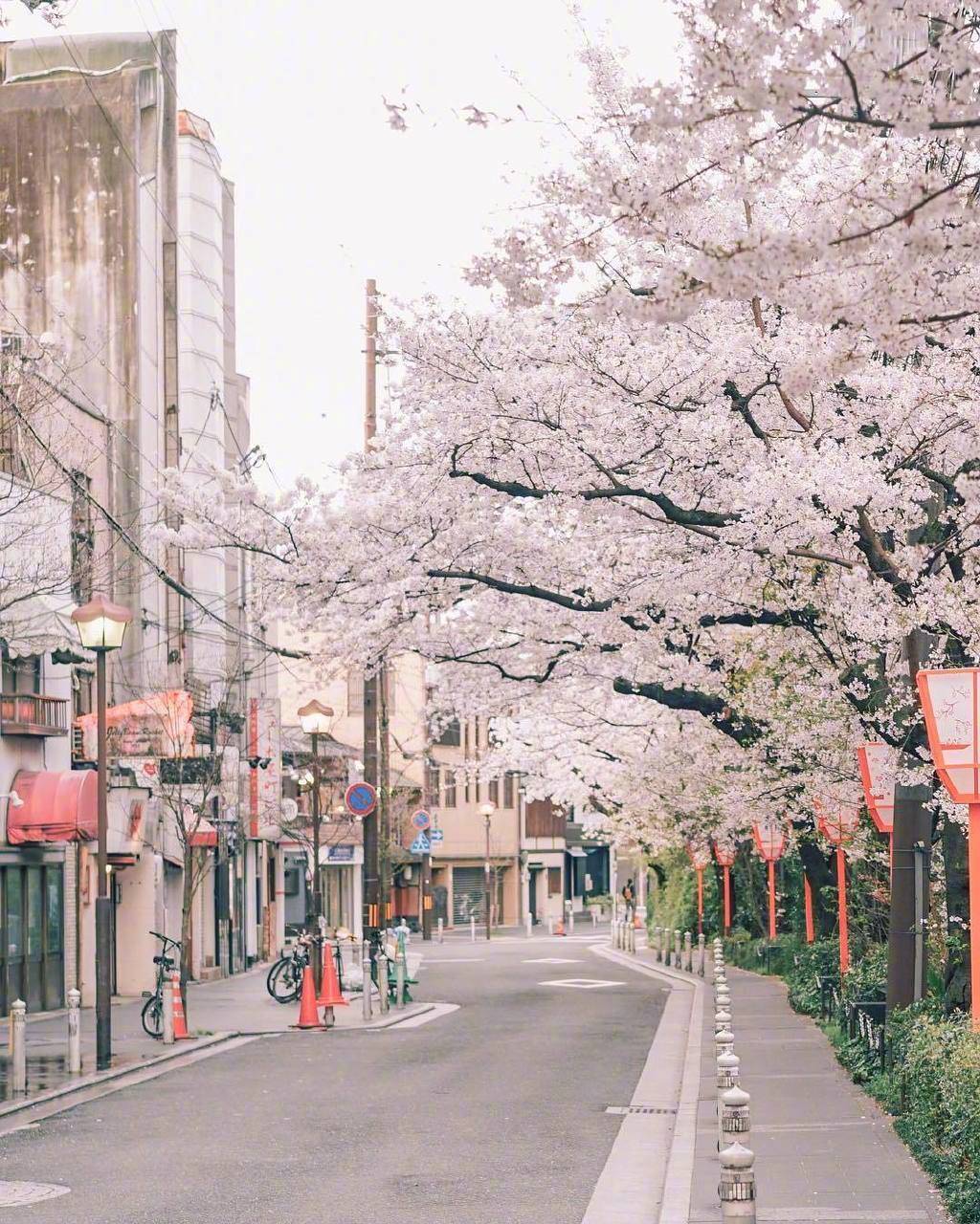 樱花的照片街道图片