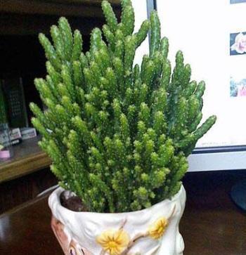 姬珊瑚最适合懒人养,简单几步,一根小枝条,一年爆满盆