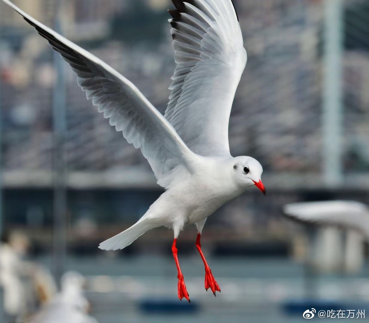 今日万州艳阳高照,冬日暖阳,江面上看见红嘴鸥再回平湖!