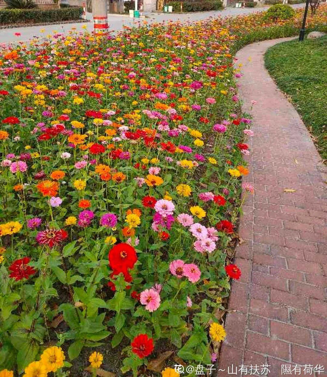 绿化带壕无人性10万块的花堆一起你认识几个