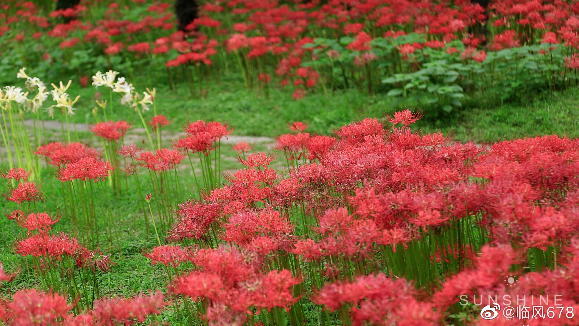 彼岸花花开不见叶 叶生不见花 一生一世 花叶两相错 彼岸花花开不见叶 叶生不见花 一生一世 花叶两相错