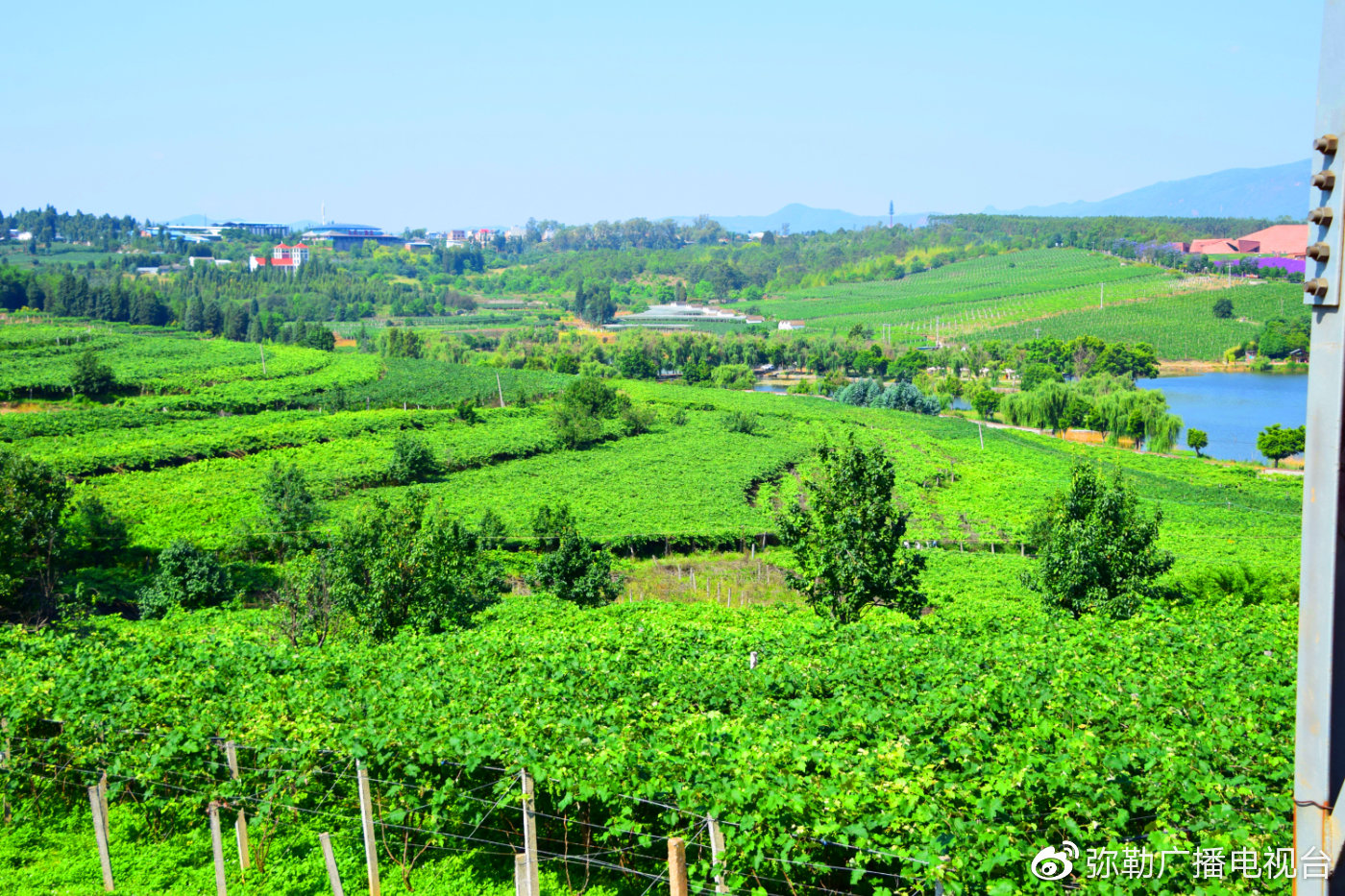 红河弥勒:小葡萄串联起千家万户就业增收大产业