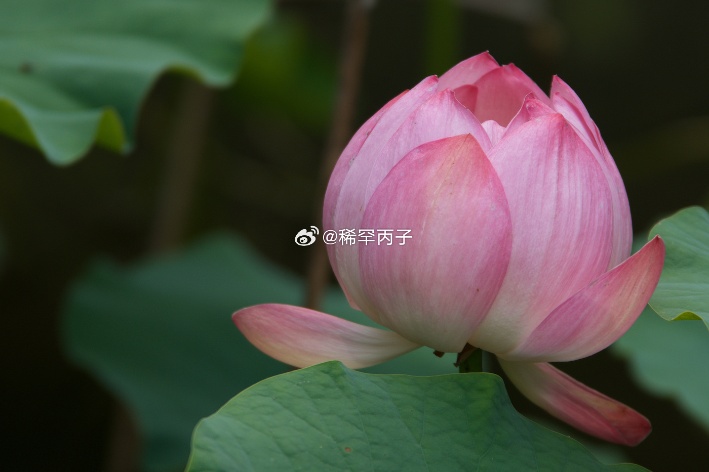 荷花朵朵,夏日小美好