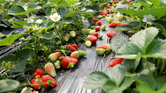 泰安草莓采摘图片