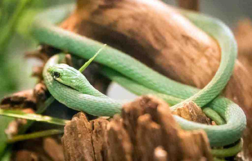 18世纪的大胃王有多能吃?法国大胃王金字塔尖的神秘男人来了!休闲区蓝鸢梦想 - Www.slyday.coM 18世纪的大胃王有多能吃?法国大胃王金字塔尖的神秘男人来了!休闲区蓝鸢梦想 - Www.slyday.coM