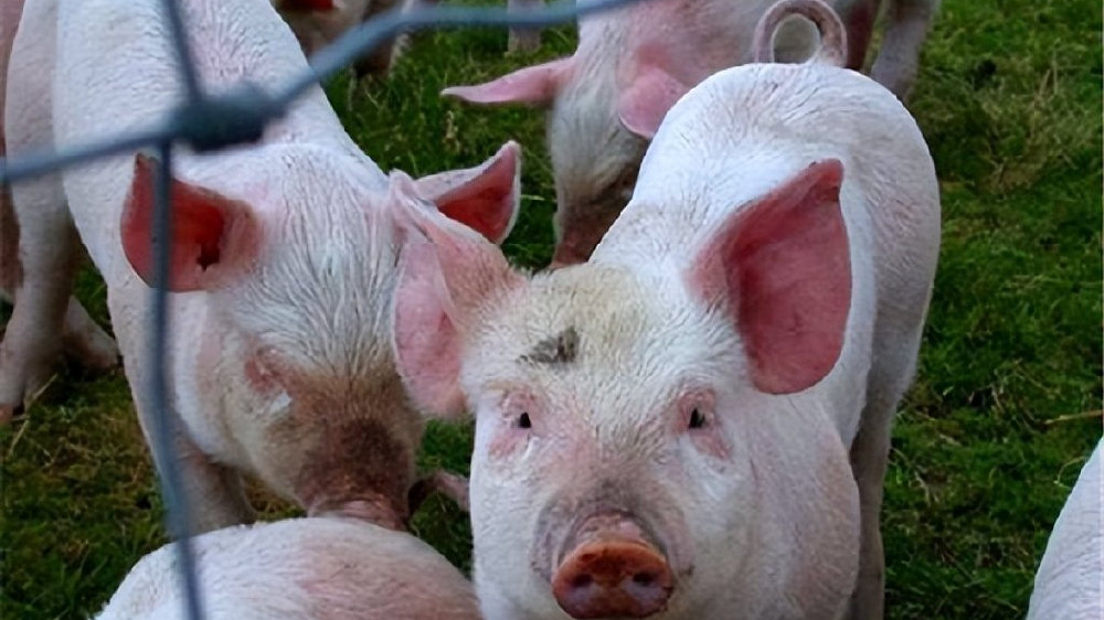 猪价未来走势会怎样 猪肉市场反弹行情能否持续