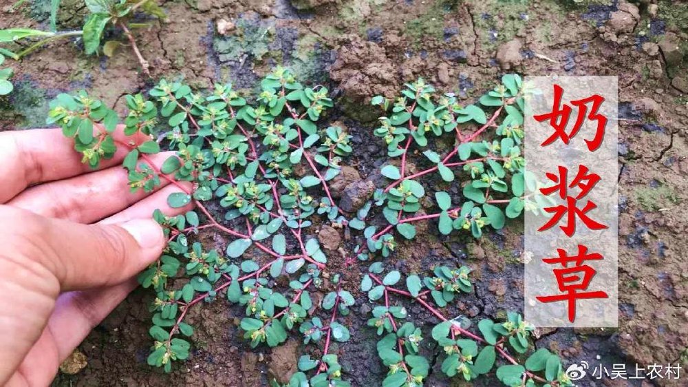 趴地而生的地锦草，人称奶浆草、红丝草，煮水作用厉害，认识是宝|铺地锦|农村|植物|石壁|吸盘_新浪新闻