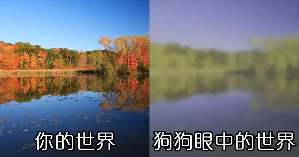 和鸟相比,人类全都是“色盲”?为啥人眼看不到紫外线的颜色?|类人猿|色盲|视锥细胞_新浪新闻