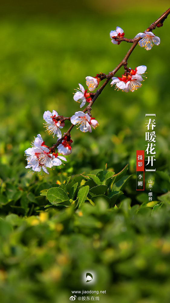 春和景明,繁花似锦正当时,一起来烟台赏如画美景|烟