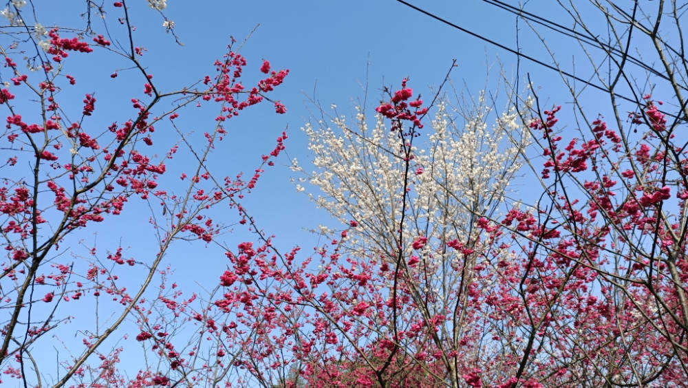 红樱陶瓷排行_同种秦汉红樱,共抒民族情怀